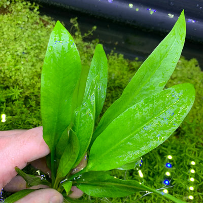 Amazon Sword - Echinodorus Bleheri x3 Plants - Live Aquarium Plant