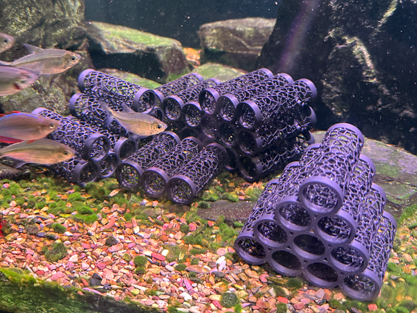 Shrimp