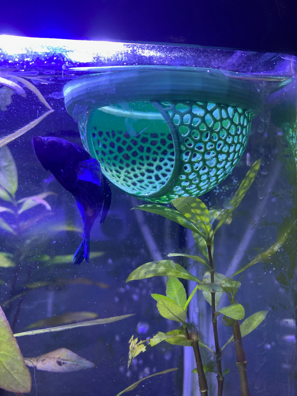 Betta