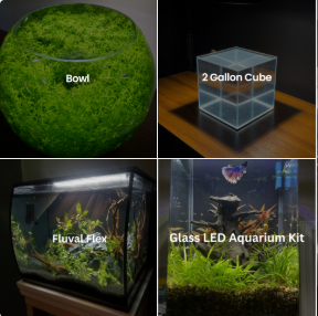 Fish Tanks