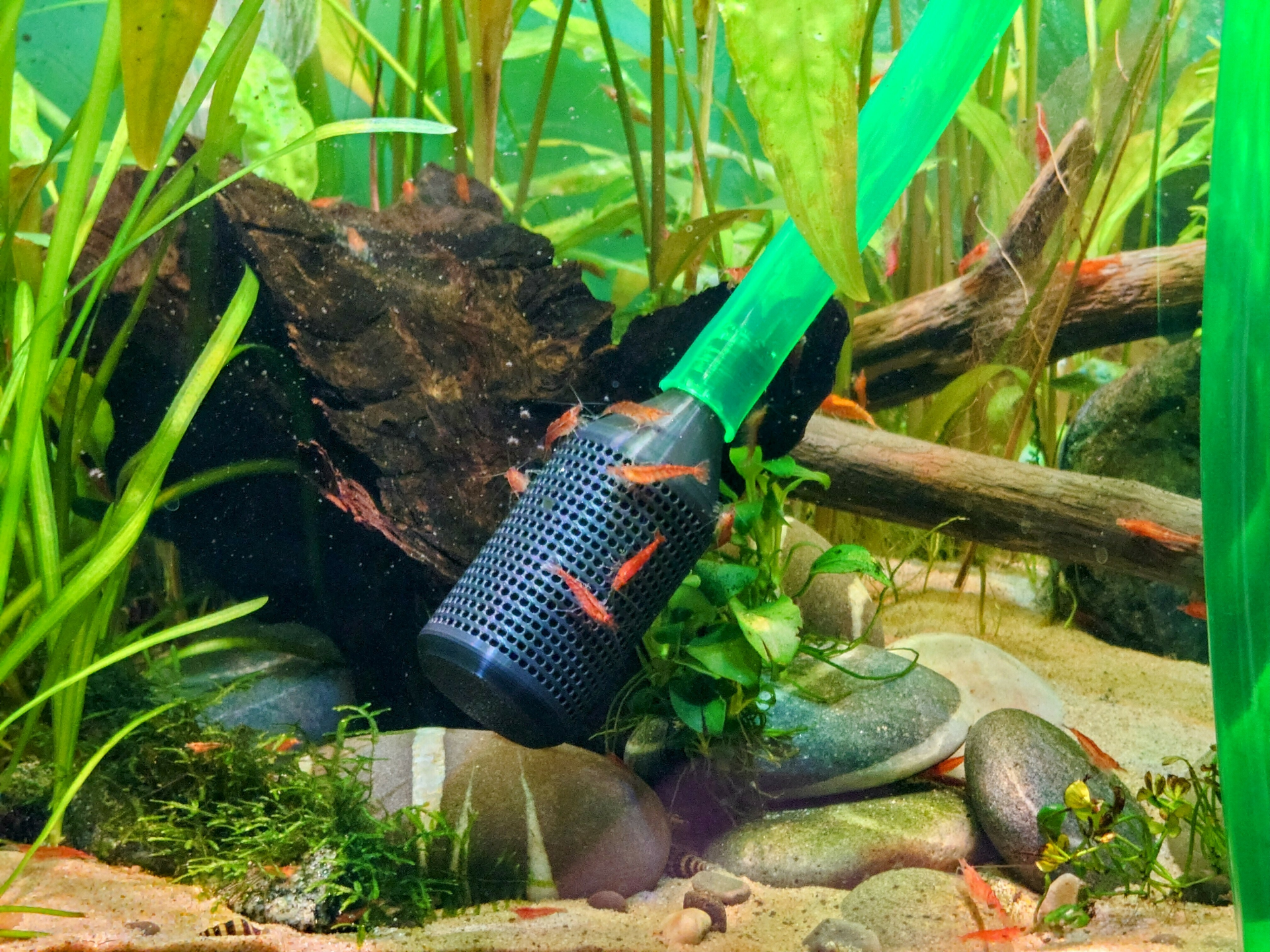 Siphon Guard for Fish Aquarium