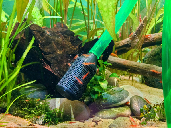 Siphon Guard for Fish Aquarium