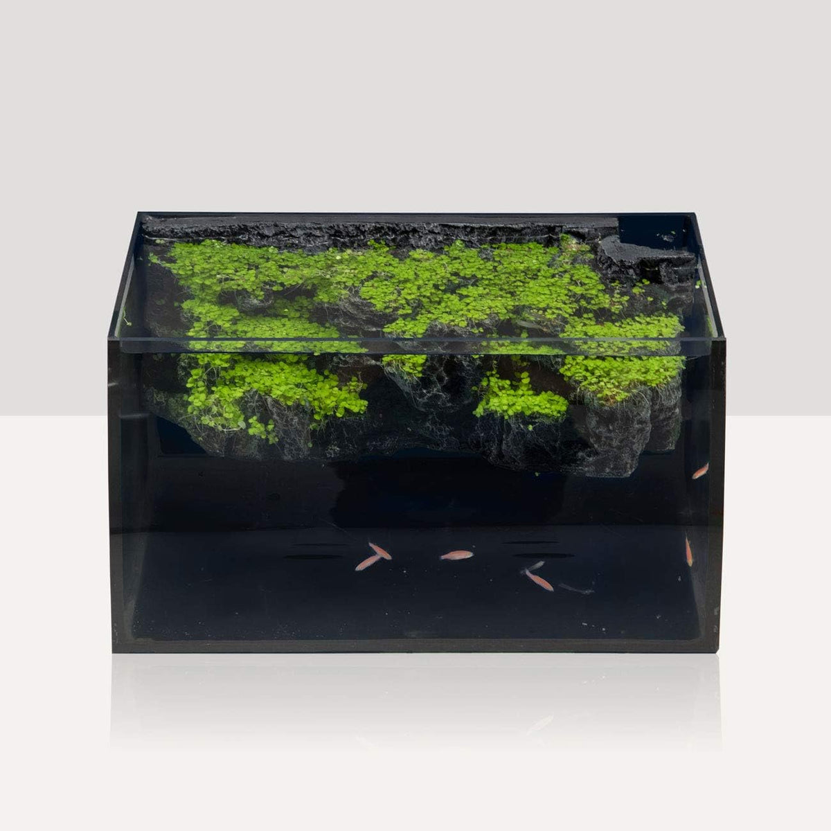 Horizon 8 Gallon LED Glass Aquarium Starter Kit - Curved Tank with 3D Background