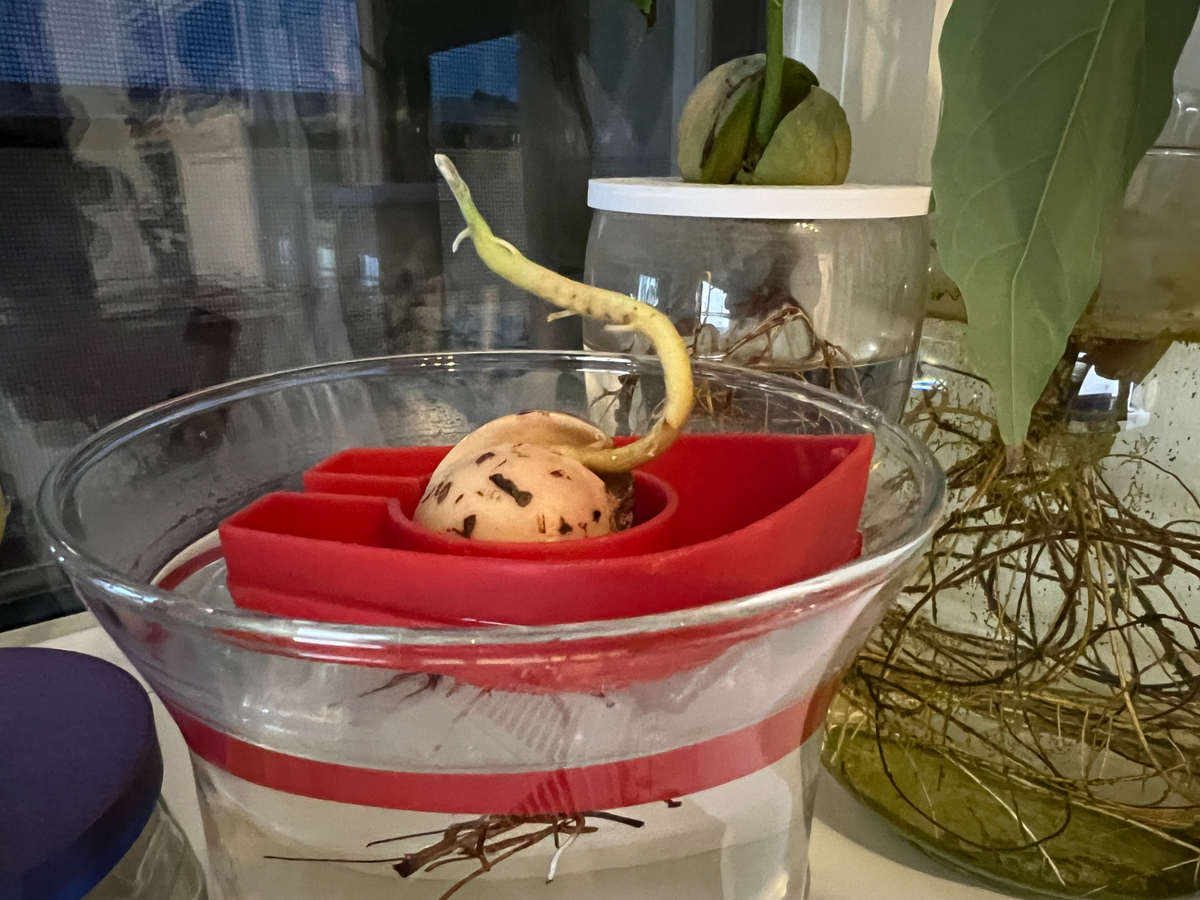 Avocado Grow Boats for Sprouting Avocado Trees at Home