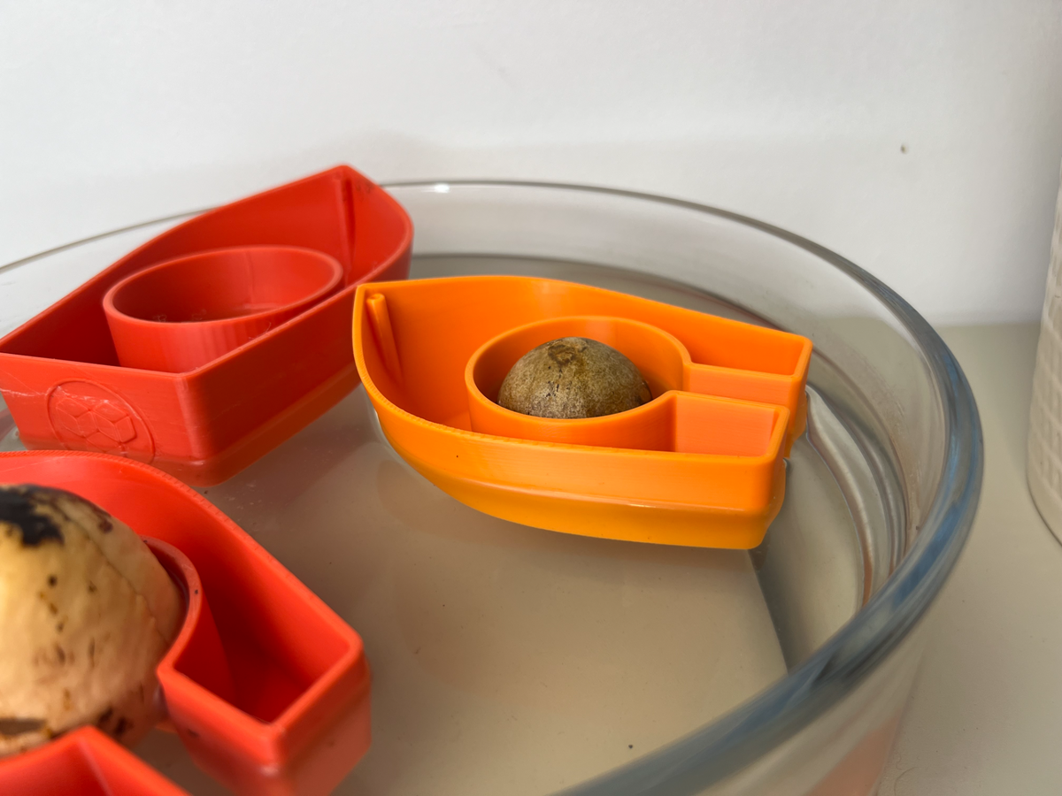 Avocado Grow Boats for Sprouting Avocado Trees at Home