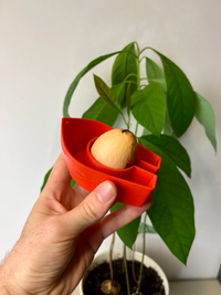 Avocado Grow Boats for Sprouting Avocado Trees at Home