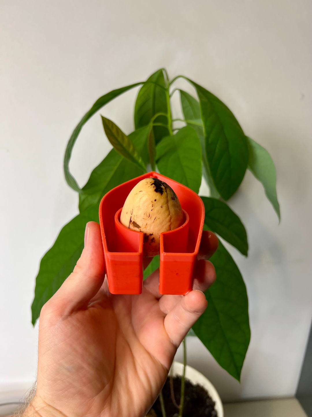 Avocado Grow Boats for Sprouting Avocado Trees at Home