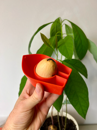 Avocado Grow Boats for Sprouting Avocado Trees at Home