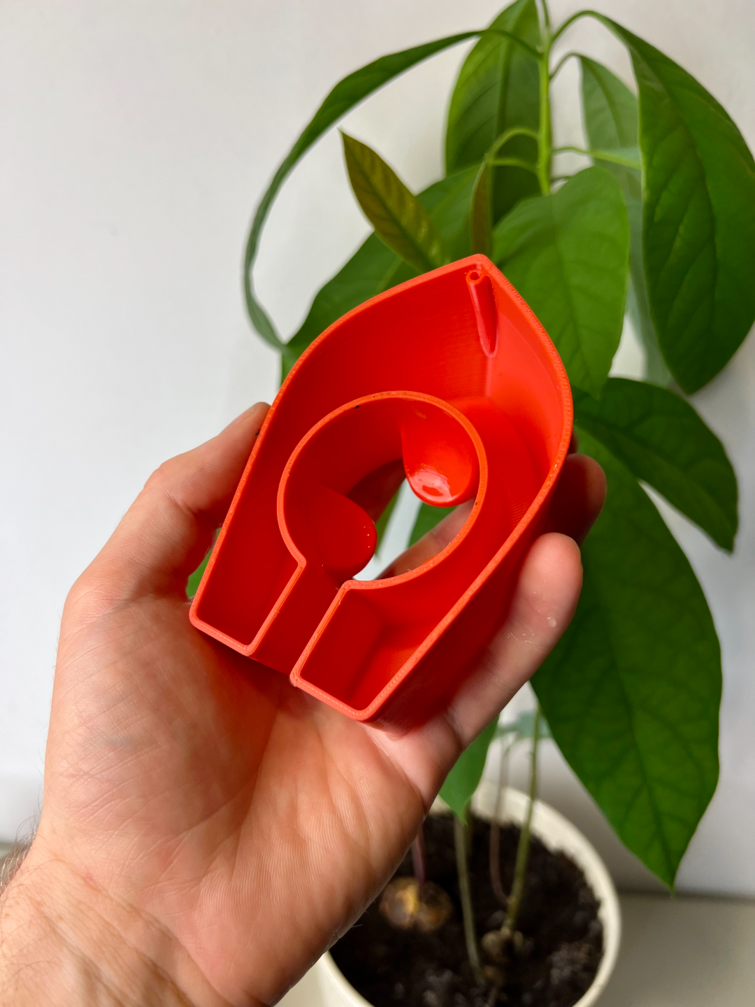 Avocado Grow Boats for Sprouting Avocado Trees at Home