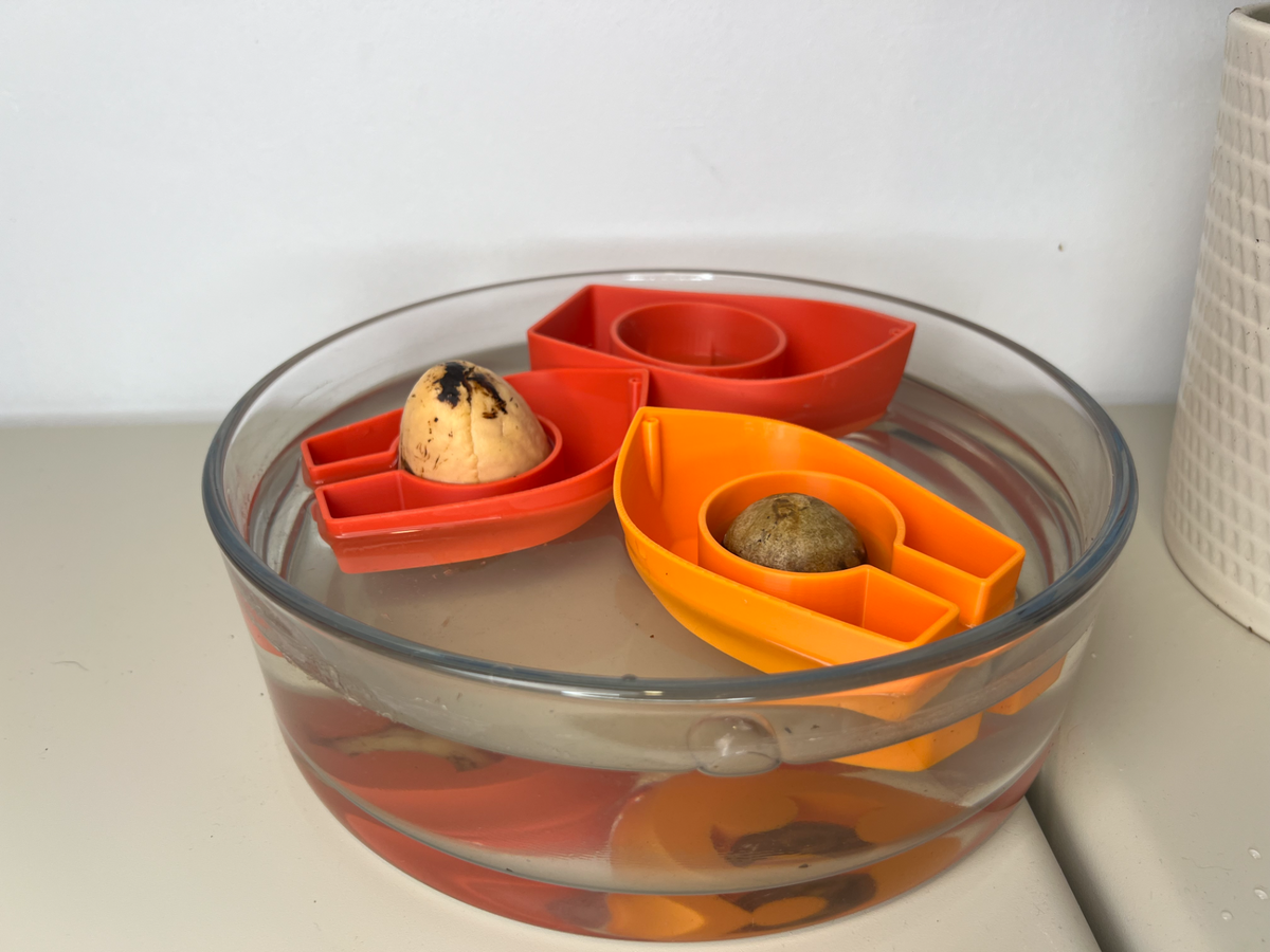 Avocado Grow Boats for Sprouting Avocado Trees at Home