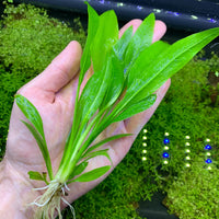 Amazon Sword - Echinodorus Bleheri x3 Plants - Live Aquarium Plant