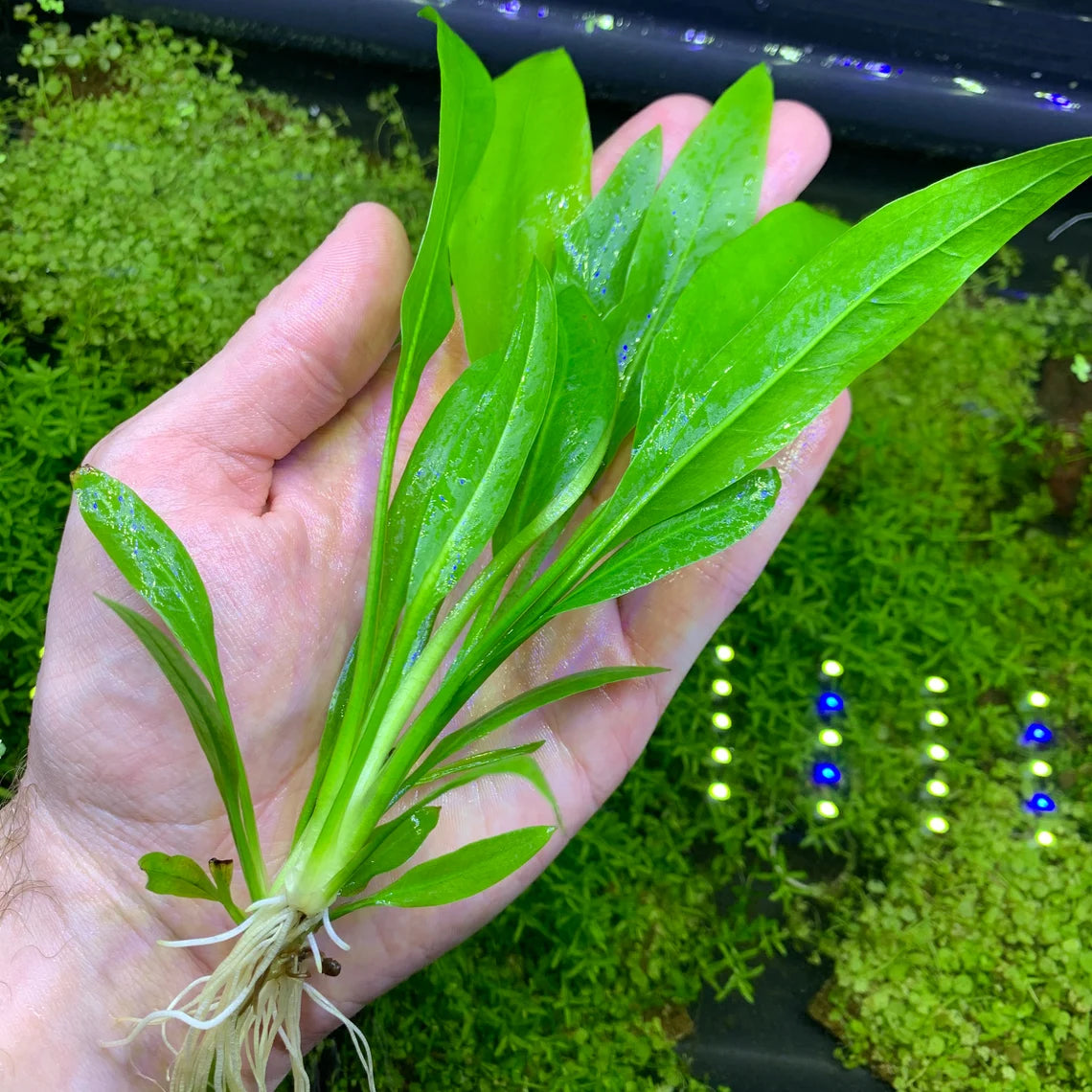 Amazon Sword - Echinodorus Bleheri x3 Plants - Live Aquarium Plant
