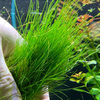 Mini Dwarf Hair Grass - Eleocharis Parvulus - 100% Snail Free