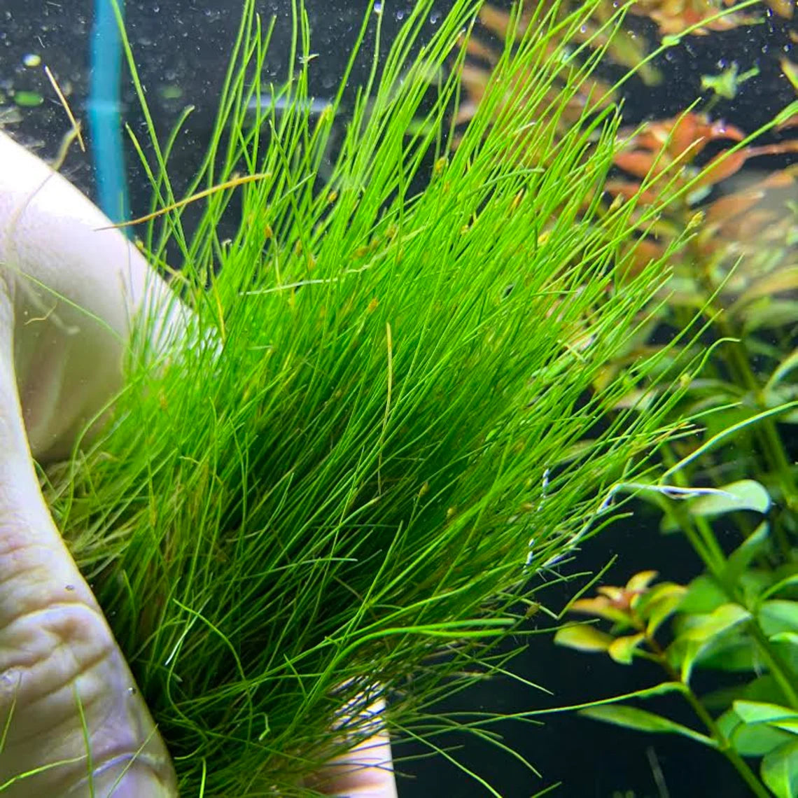 Mini Dwarf Hair Grass - Eleocharis Parvulus - 100% Snail Free
