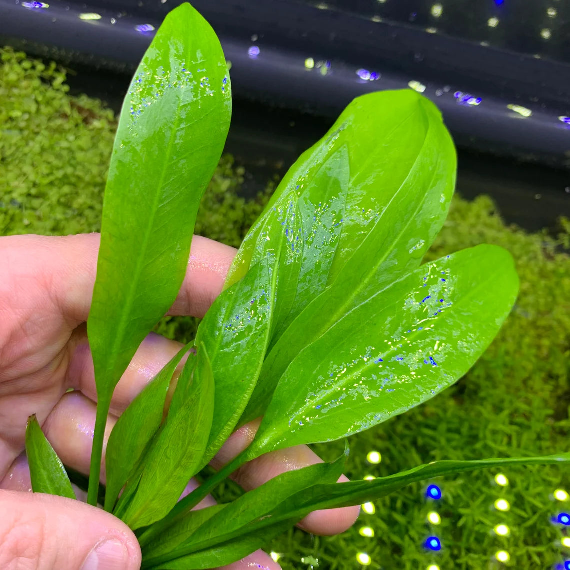 Amazon Sword - Echinodorus Bleheri x3 Plants - Live Aquarium Plant