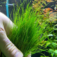 Mini Dwarf Hair Grass - Eleocharis Parvulus - 100% Snail Free