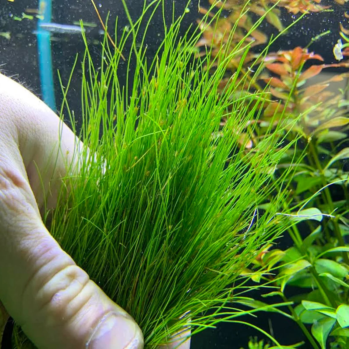 Mini Dwarf Hair Grass - Eleocharis Parvulus - 100% Snail Free