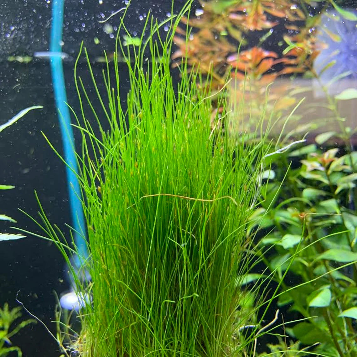 Mini Dwarf Hair Grass - Eleocharis Parvulus - 100% Snail Free