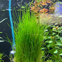 Mini Dwarf Hair Grass - Eleocharis Parvulus - 100% Snail Free