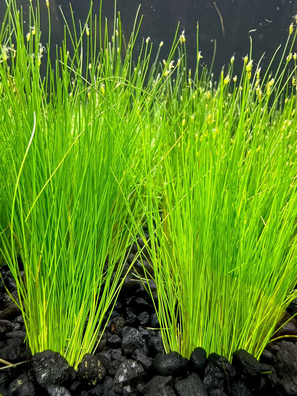 Mini Dwarf Hair Grass - Eleocharis Parvulus - 100% Snail Free