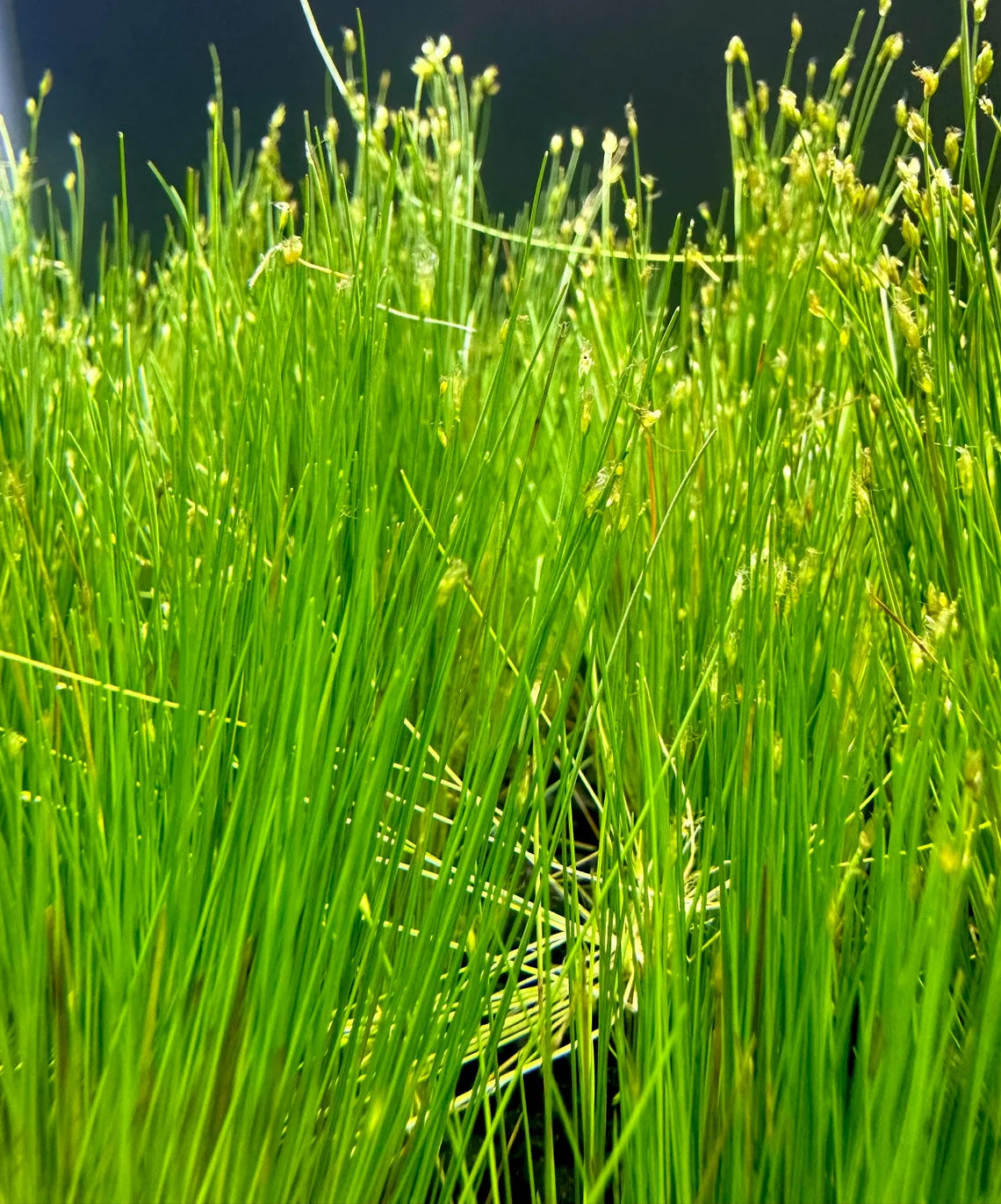 Mini Dwarf Hair Grass - Eleocharis Parvulus - 100% Snail Free