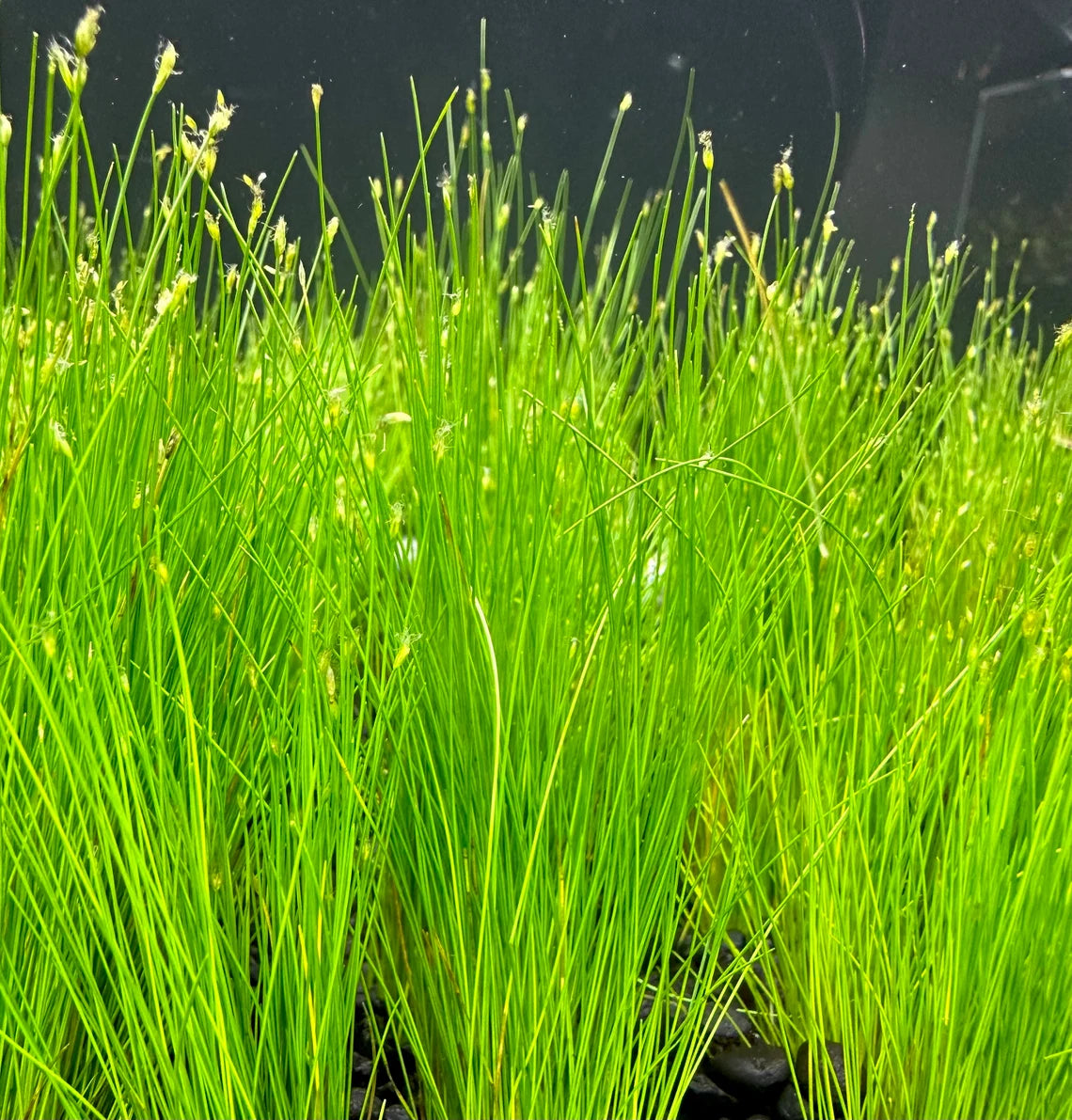 Mini Dwarf Hair Grass - Eleocharis Parvulus - 100% Snail Free