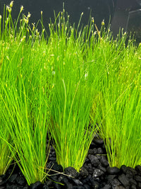 Mini Dwarf Hair Grass - Eleocharis Parvulus - 100% Snail Free