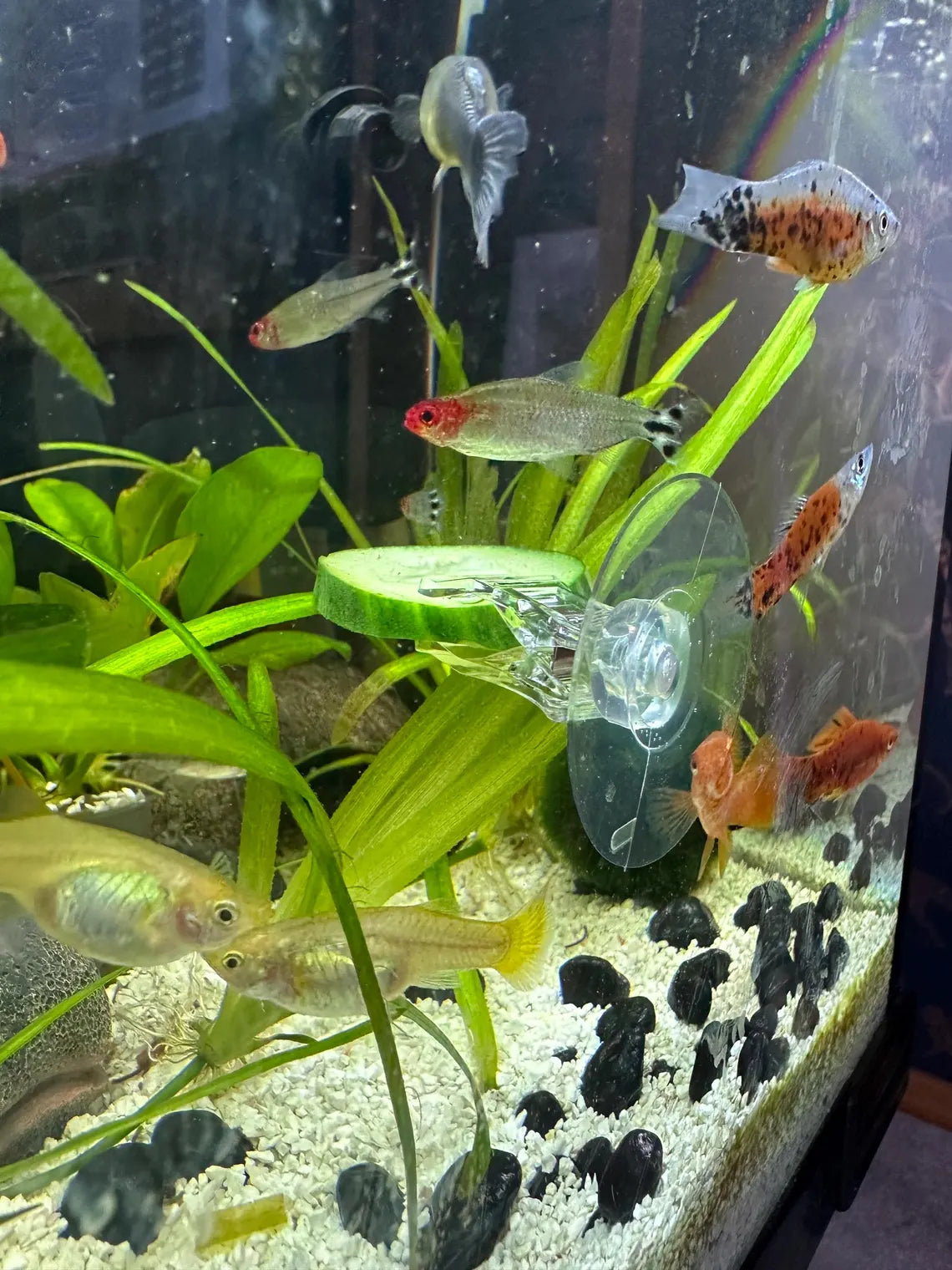 6 Pack Aquarium Suction Cups with Clips - Veggie Clips & Fish Tank Accessories