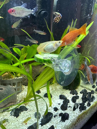 6 Pack Aquarium Suction Cups with Clips - Veggie Clips & Fish Tank Accessories