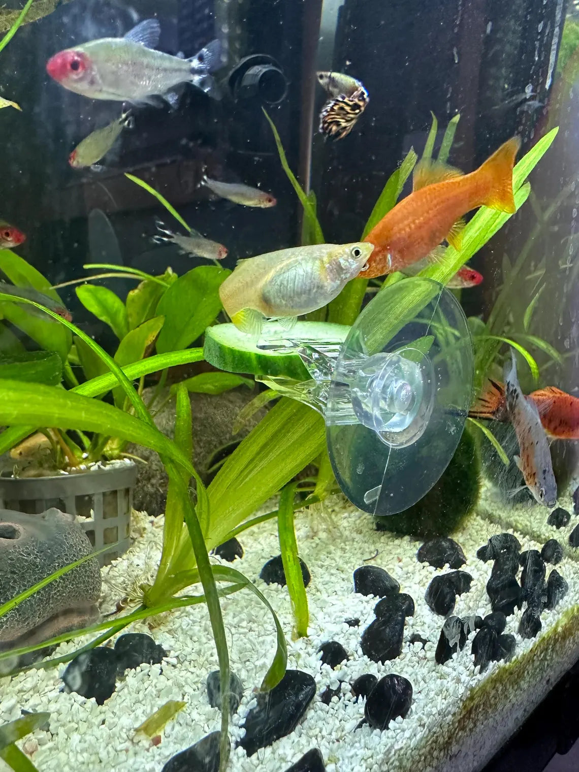 6 Pack Aquarium Suction Cups with Clips - Veggie Clips & Fish Tank Accessories
