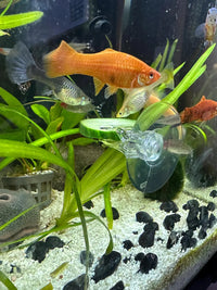 6 Pack Aquarium Suction Cups with Clips - Veggie Clips & Fish Tank Accessories