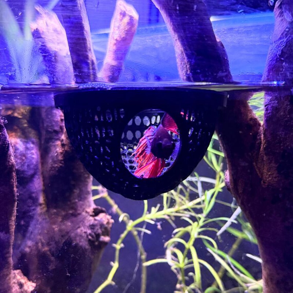 Floating Dome For Betta Fish Aquarium