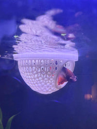 Floating Dome For Betta Fish Aquarium