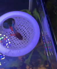 Floating Dome For Betta Fish Aquarium