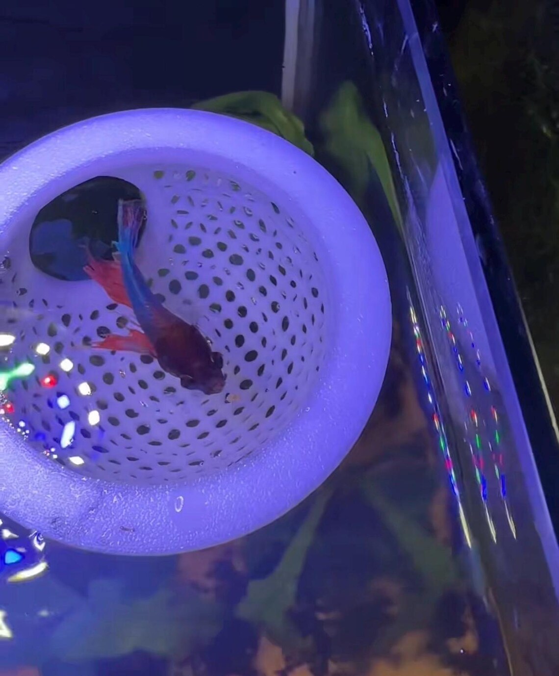 Floating Dome For Betta Fish Aquarium