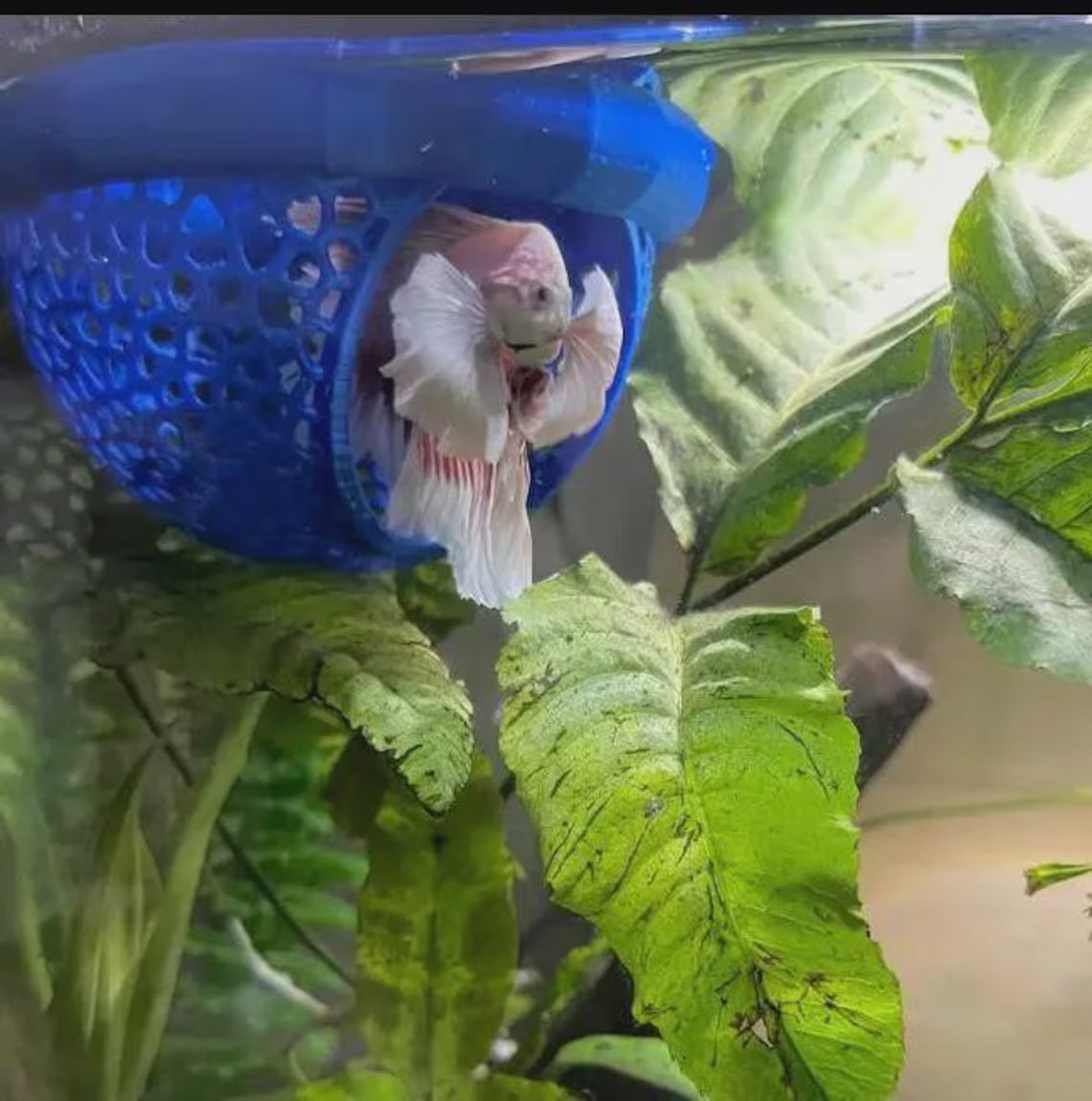 Betta Fish Rest Hammock