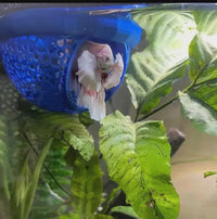 Betta Fish Rest Hammock