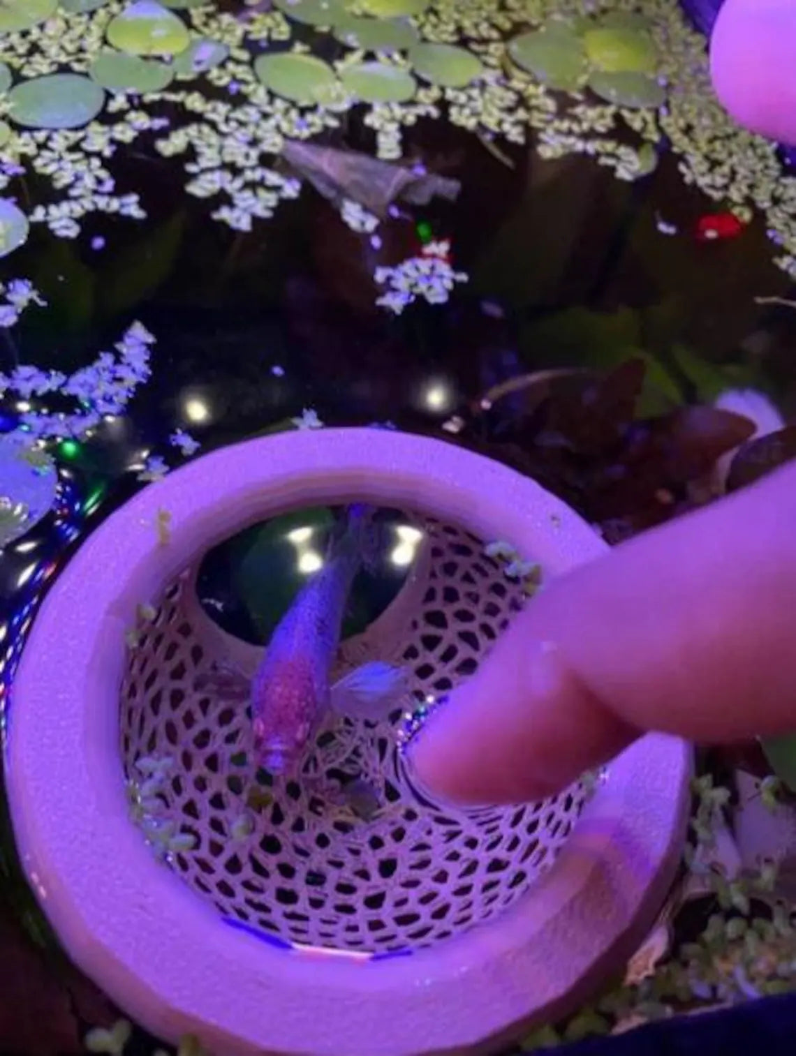 Betta Fish Rest Hammock