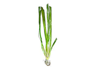 Jungle Val - 6 Plants - Jungle Vallisneria Live Aquarium Freshwater Plants