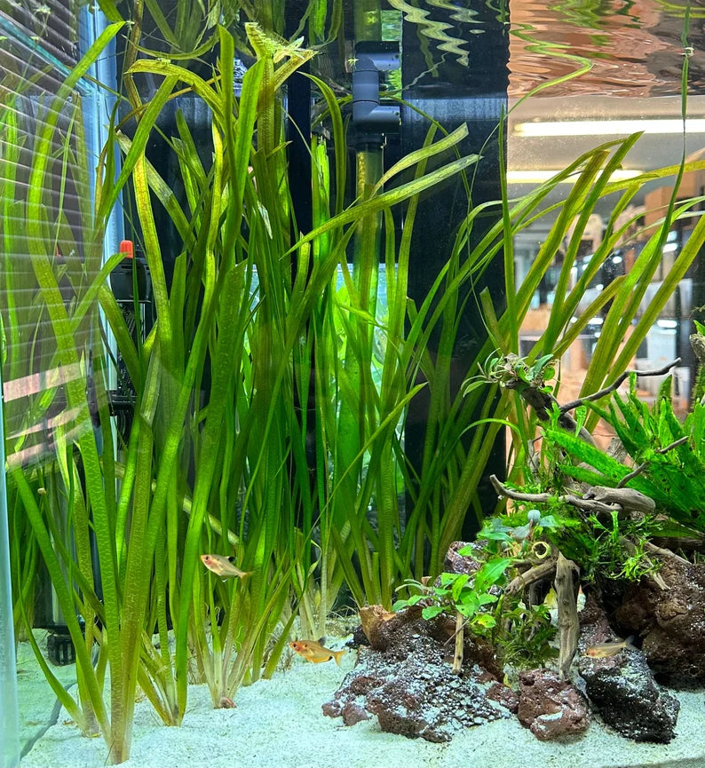 Jungle Val - 6 Plants - Jungle Vallisneria Live Aquarium Freshwater Plants