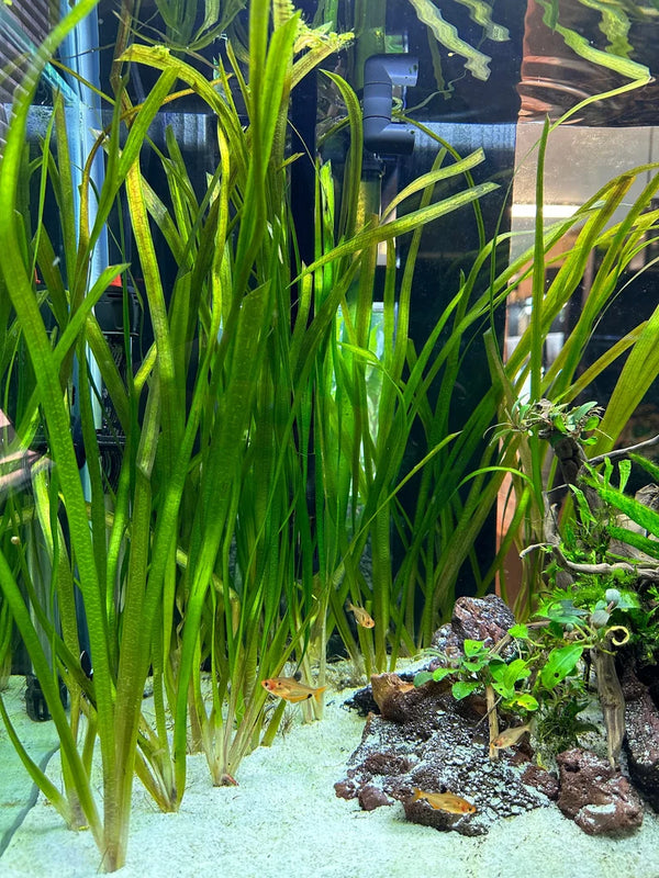Jungle Val - 6 Plants - Jungle Vallisneria Live Aquarium Freshwater Plants