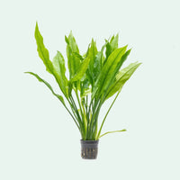 Amazon Sword - Echinodorus Bleheri x3 Plants - Live Aquarium Plant