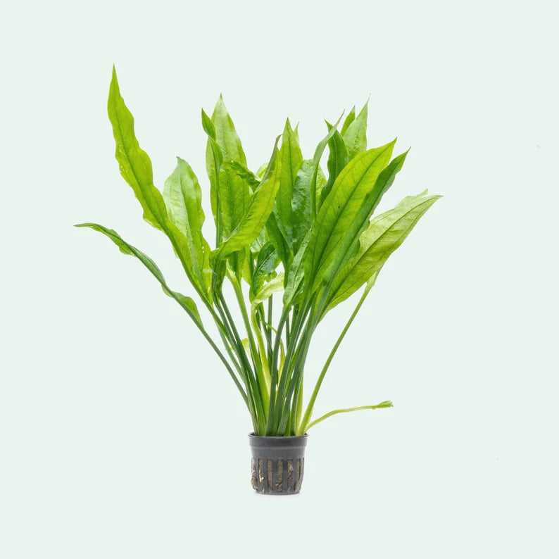 Amazon Sword - Echinodorus Bleheri x3 Plants - Live Aquarium Plant