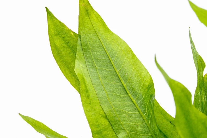Amazon Sword - Echinodorus Bleheri x3 Plants - Live Aquarium Plant