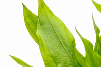 Amazon Sword - Echinodorus Bleheri x3 Plants - Live Aquarium Plant