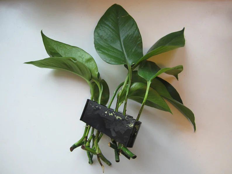 Aquarium Plant Holder
