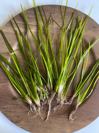 Jungle Val - 6 Plants - Jungle Vallisneria Live Aquarium Freshwater Plants