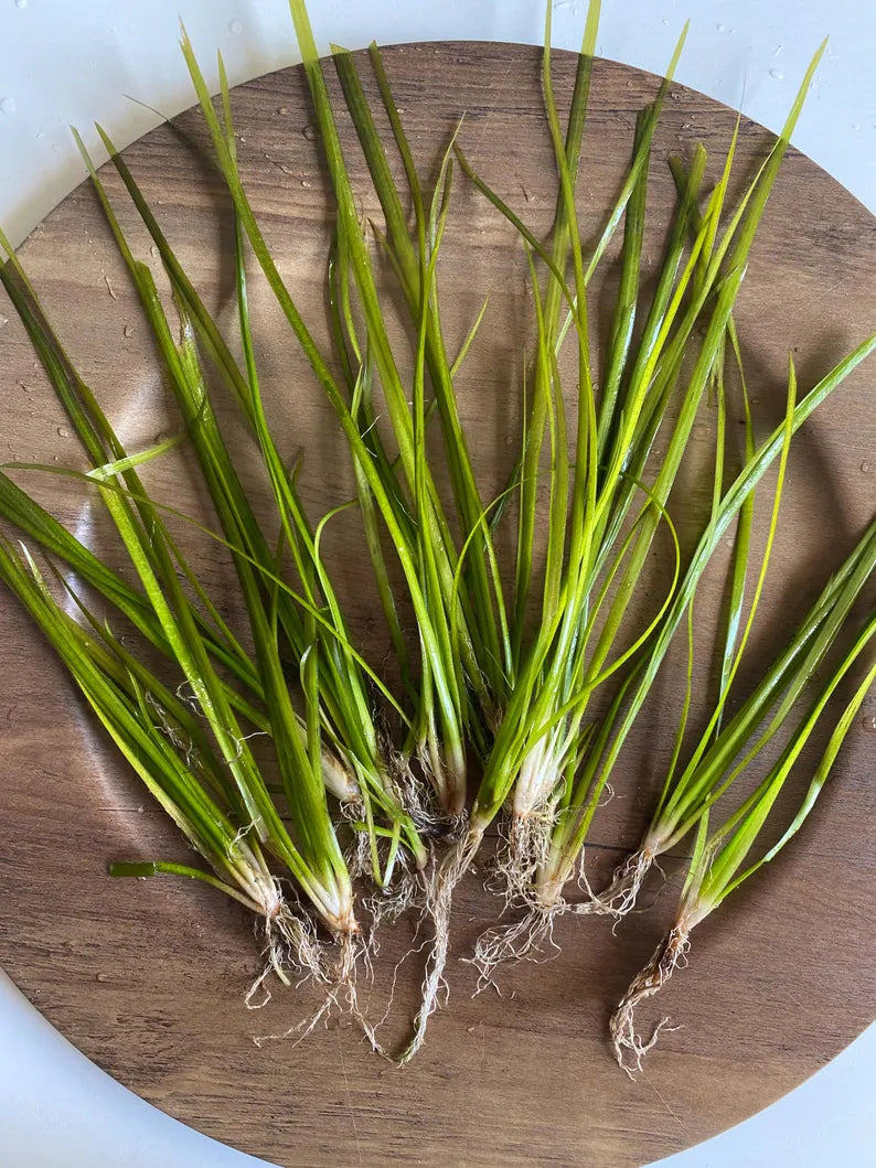 Jungle Val - 6 Plants - Jungle Vallisneria Live Aquarium Freshwater Plants