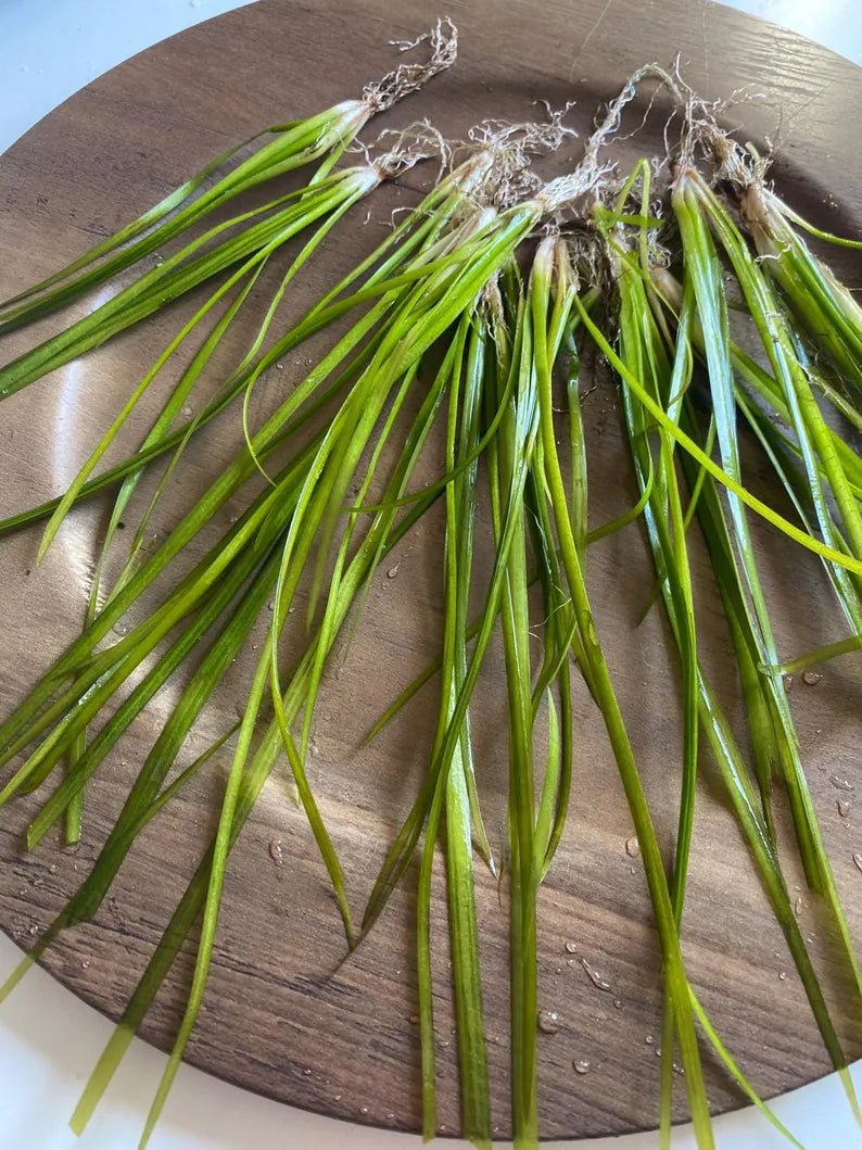 Jungle Val - 6 Plants - Jungle Vallisneria Live Aquarium Freshwater Plants