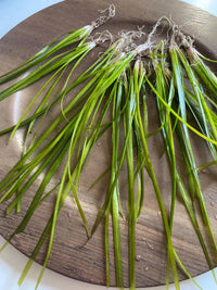 Jungle Val - 6 Plants - Jungle Vallisneria Live Aquarium Freshwater Plants